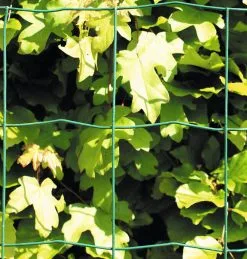 Hortus NSH HAVEHEGN GRØN 10X10X60CM 10M -Haveindretning Butik 65909 5018797 NSH2520HAVEHEGN2520GR25C32598N252010X10X60CM